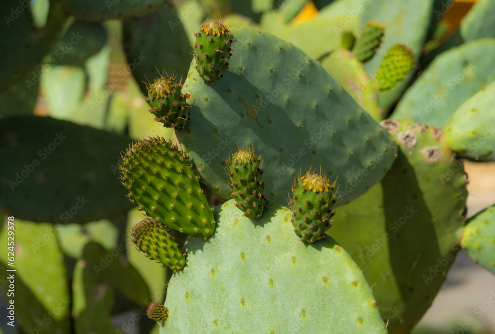 Prickly Pear Cactus in Bloom. Flowers of prickly pear, close up. Catalonia, Spain Prickly Pear Cactus in Bloom. Flowers of prickly pear, close up. Catalonia, Spain