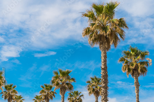 Group of palm trees in foreground and background with clouds background