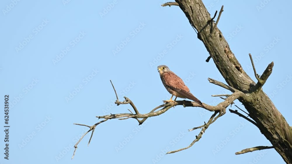 Common Kestrel, Falco tinnunculus, little bird of prey. Common Kestrel, Falco tinnunculus, little bird of prey.