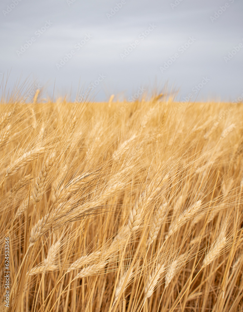 Golden wheat field