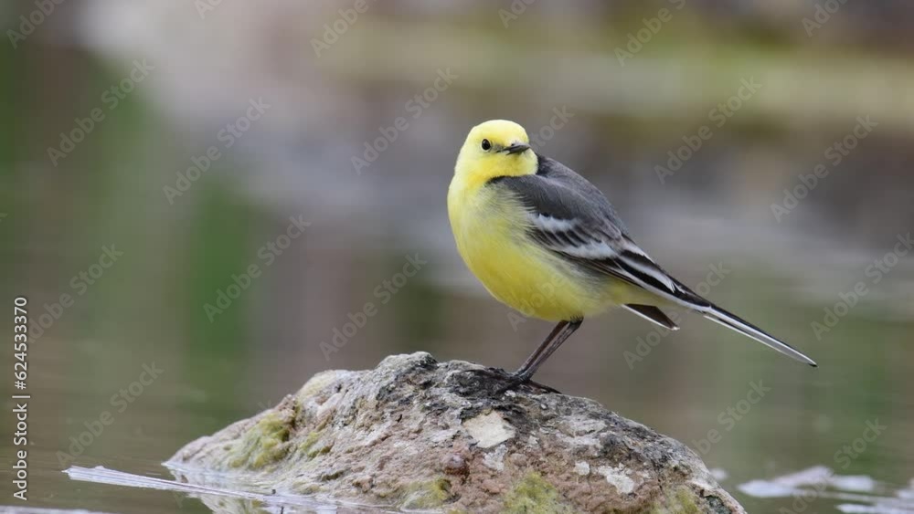 Citrine Wagtail Motacilla citreola on a wetland. Citrine Wagtail Motacilla citreola on a wetland.