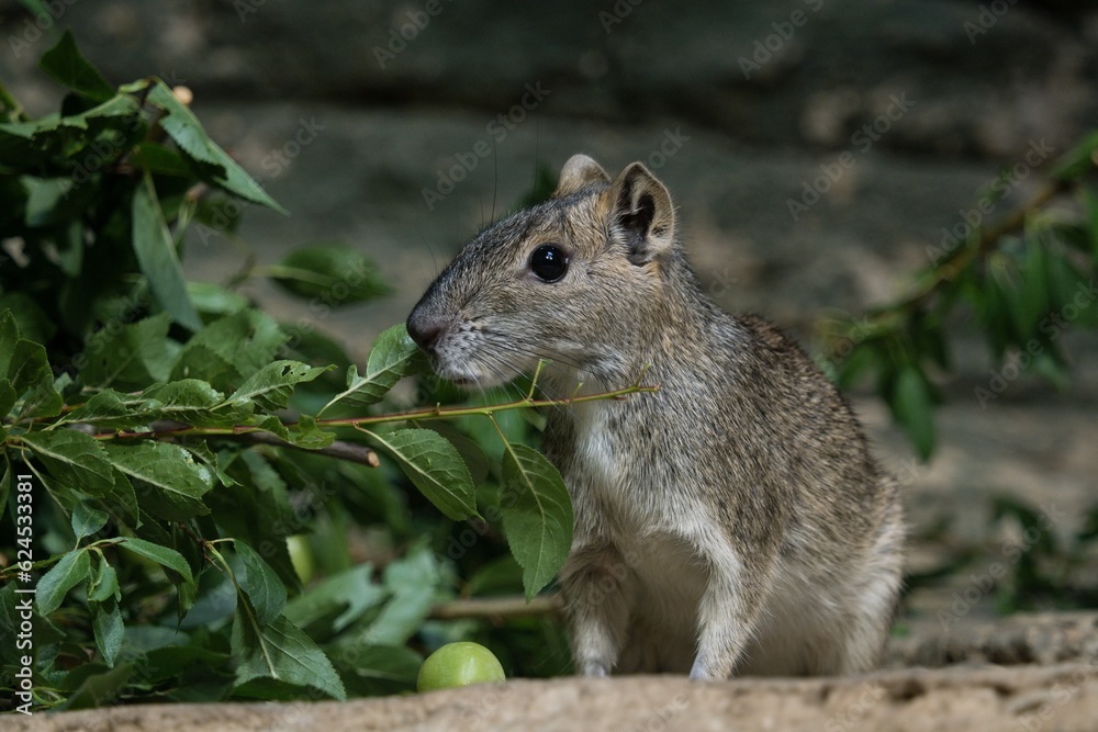 Obraz premium Rock cavy