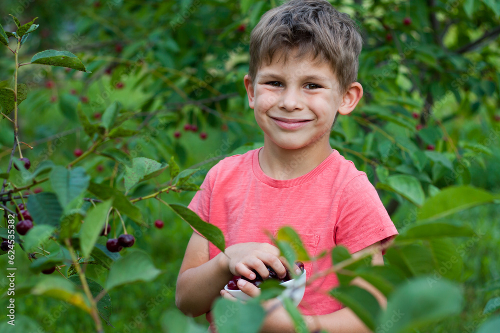 preschool boy picking and eating ripe red cherries from tree in home garden. closeup Portrait of happy child with plate of cherries in background of cherry orchard. summer harvest season. preschool boy picking and eating ripe red cherries from tree in home garden. closeup Portrait of happy child with plate of cherries in background of cherry orchard. summer harvest season.