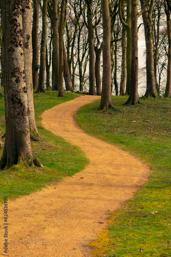 Obraz premium Winding path through the beech trees , sunny day.
