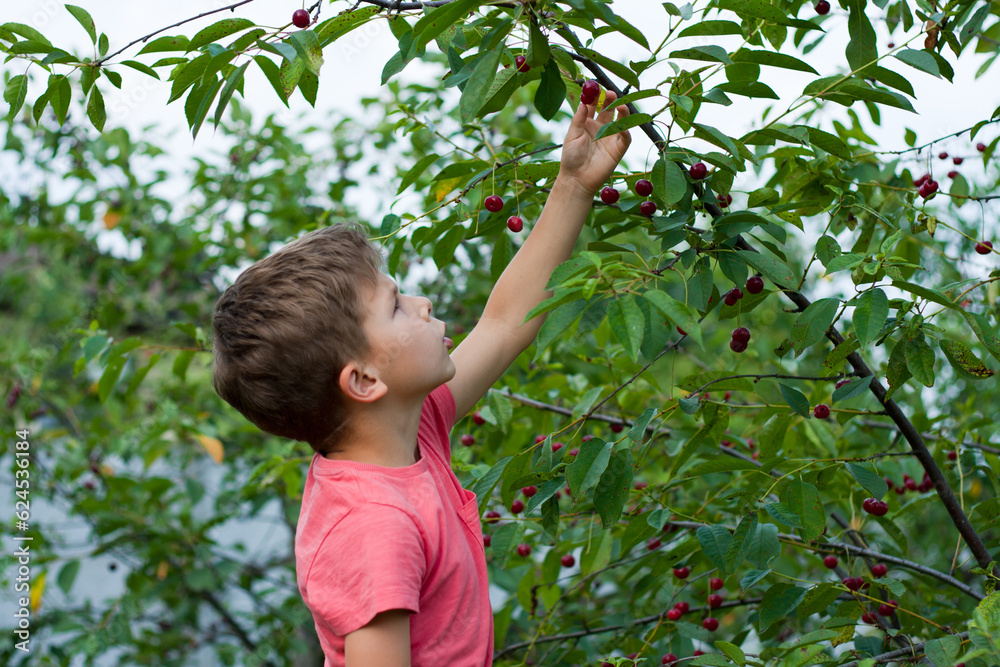 preschool boy picking and eating ripe red cherries from tree in home garden. closeup portrait of happy boy in cherry orchard. summer harvest season. selective focus preschool boy picking and eating ripe red cherries from tree in home garden. closeup portrait of happy boy in cherry orchard. summer harvest season. selective focus