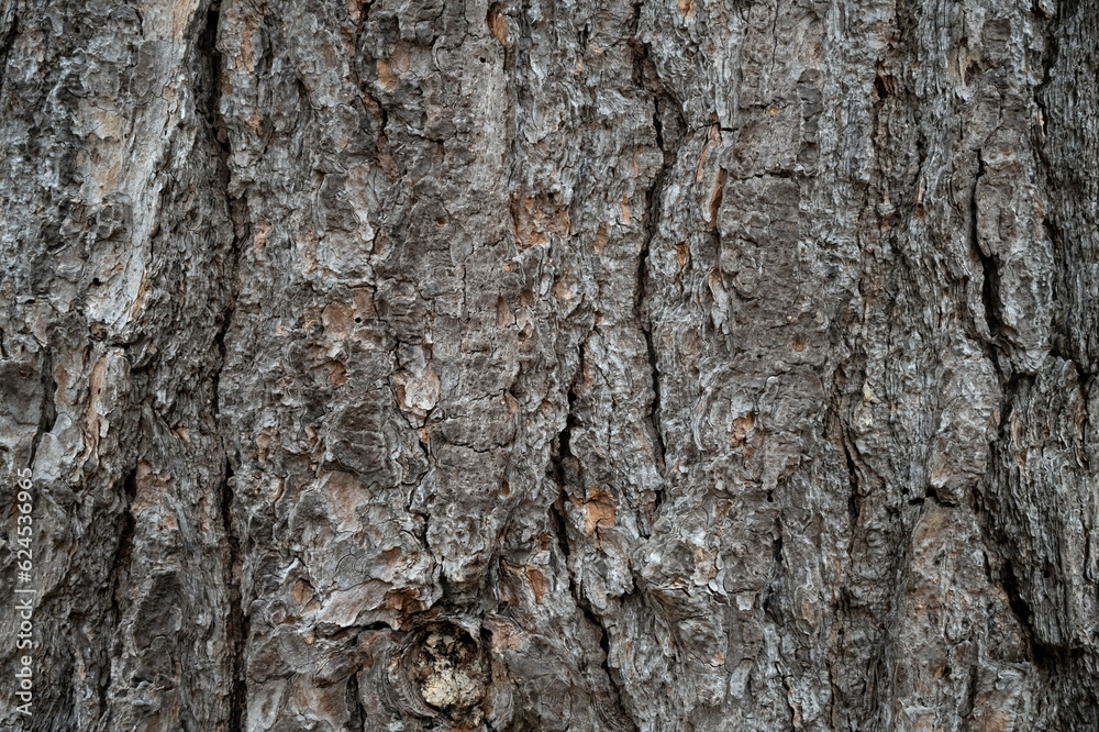 Pine Tree Bark Pine Tree Bark