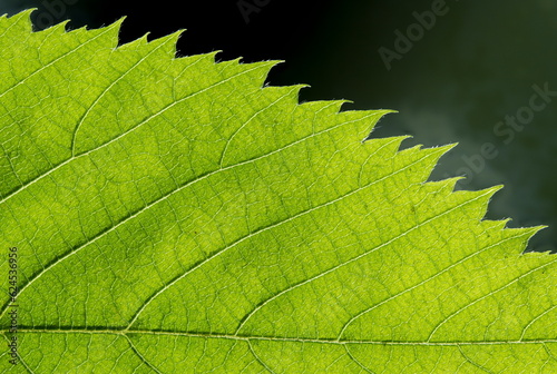 Wallpaper Mural Leaf with Jagged Edge Torontodigital.ca