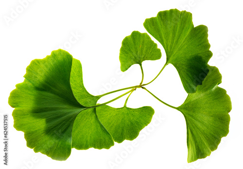 ginkgo biloba leaves isolated on a white background