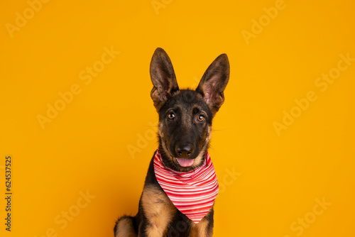 perro pastor alemán  photo