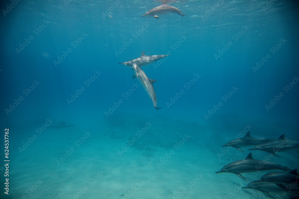 Fototapeta premium dolphins playing underwater