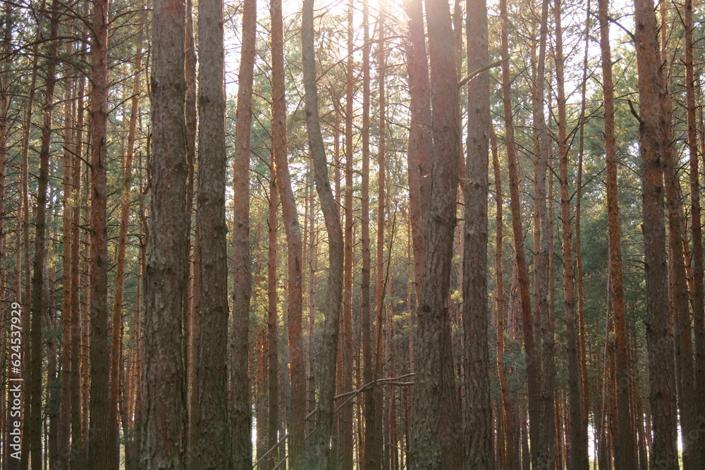 pine forest on a sunny day pine forest on a sunny day
