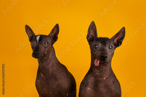 Fototapeta par de xoloitzcuintles 