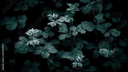 Dark colored leaves background. Moody leaves background. Still life photography of teal plant high angle view. Selective focus included.