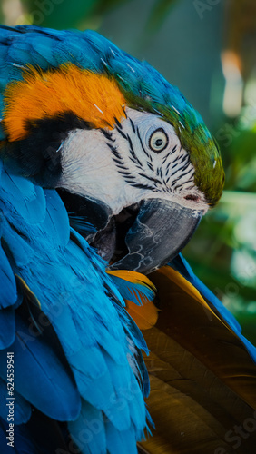 Close-up of Blue Macaw at British Zoo