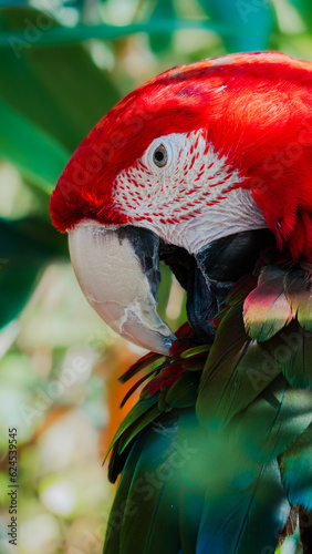 Close-up of Red Macaw at British Zoo