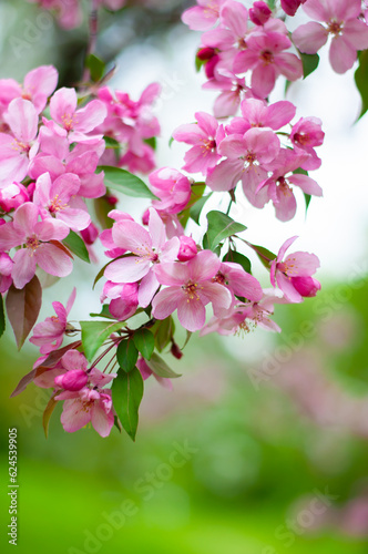 Decorative apple tree branches with pink flowers. Spring blossom tree © Syoma Barva