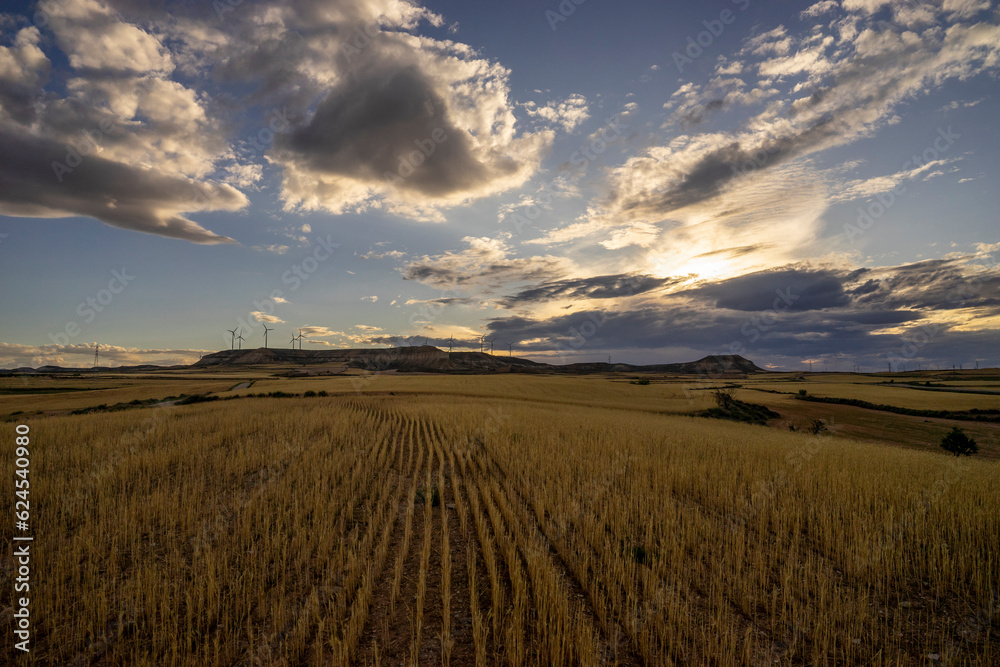 Landscape of a wheat field