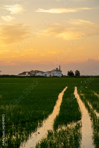 Sunset in a nice rice field