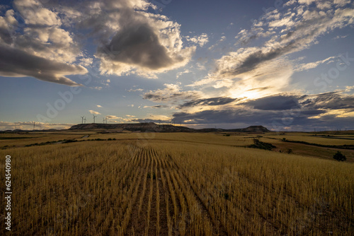Landscape of a wheat field