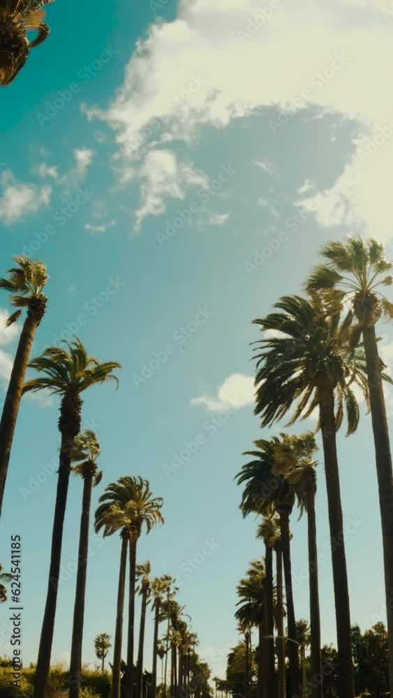 Smoothly moving infinite road with palm trees on both sides with a sunset sky in a bottom view Background. Green palm trees. Vertical video background, vertical video,