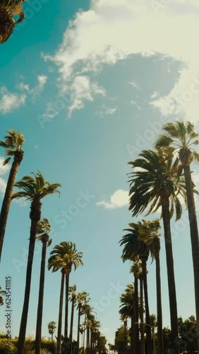 Smoothly moving infinite road with palm trees on both sides with a sunset sky in a bottom view Background. Green palm trees. Vertical video background, vertical video,