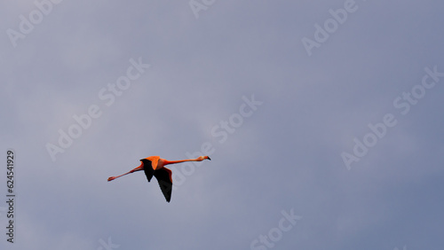 Flamingo en Galapagos volando