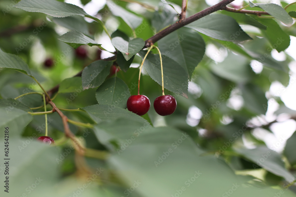 Ripe cherry, red berry. A tree with cherries. Green tree with leaves. Ripe berries Ripe cherry, red berry. A tree with cherries. Green tree with leaves. Ripe berries