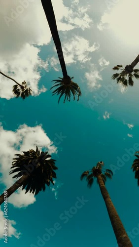 Smoothly moving infinite road with palm trees on both sides with a sunset sky in a bottom view Background. Green palm trees. Vertical video background, vertical video,