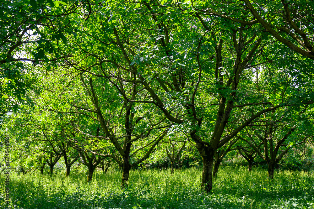 Plantation of high-quality PDO certified walnuts trees on foothills of Alps near Grenoble, France Plantation of high-quality PDO certified walnuts trees on foothills of Alps near Grenoble, France