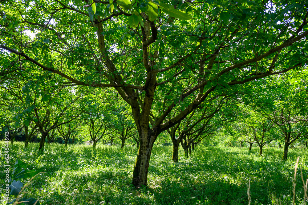 Plantation of high-quality PDO certified walnuts trees on foothills of Alps near Grenoble, France Plantation of high-quality PDO certified walnuts trees on foothills of Alps near Grenoble, France