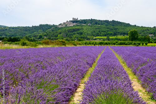 View on rows of blossoming purple lavender, green fiels and Lacoste village in Luberon, Provence, France in July