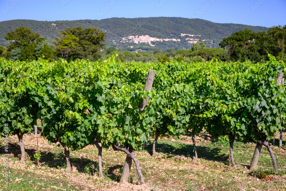 View on green grand cru vineyards Cotes de Provence, production of rose wine near Ramatuelle village, Var, France