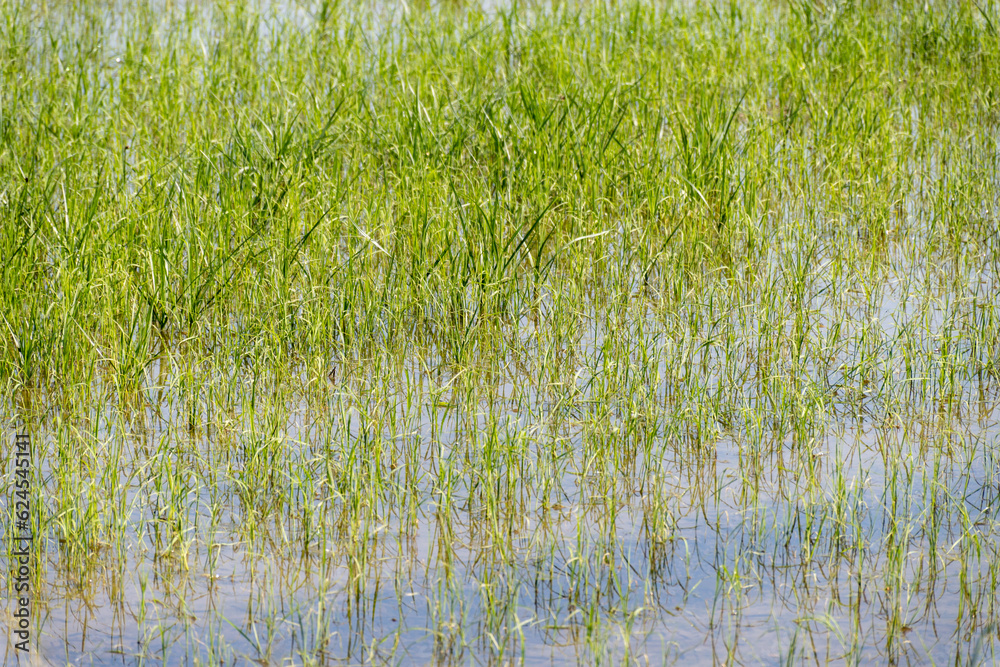 Obraz premium Cultivation of rice cereals in Camargue, Provence, France. Rice plants growing on organic farm fields.