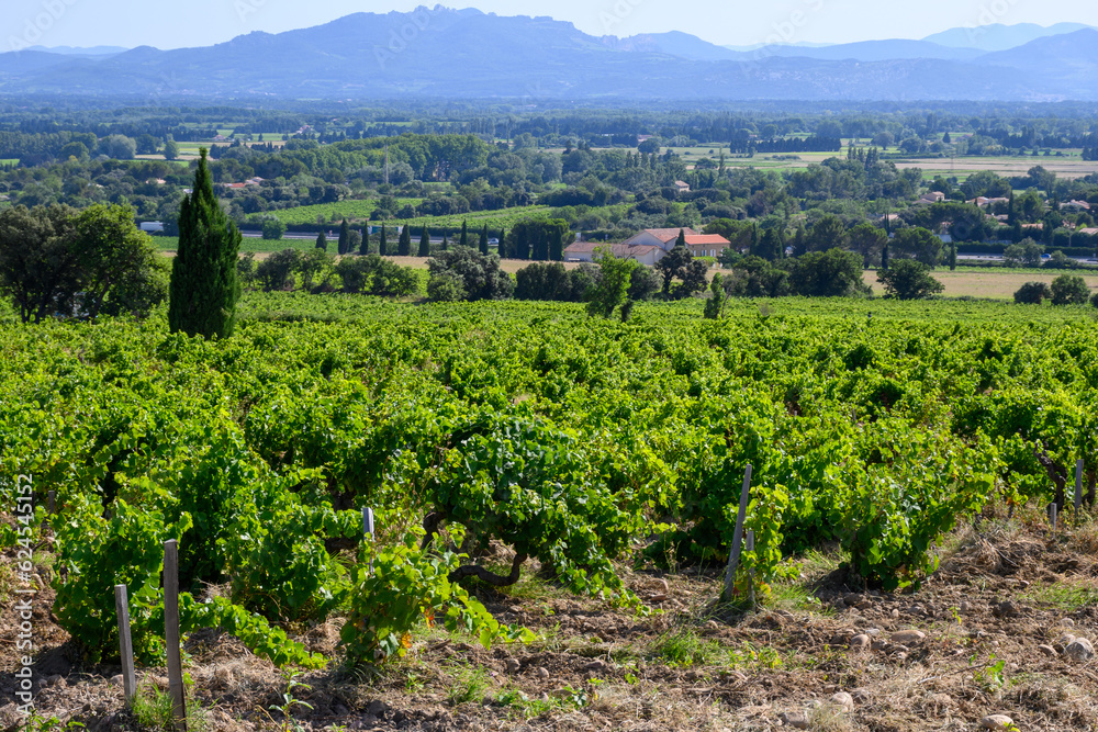Vineyards of Chateauneuf du Pape appelation with grapes growing on soils with large rounded stones galets roules, lime stones, gravels, sand.and clay, famous red wines, France