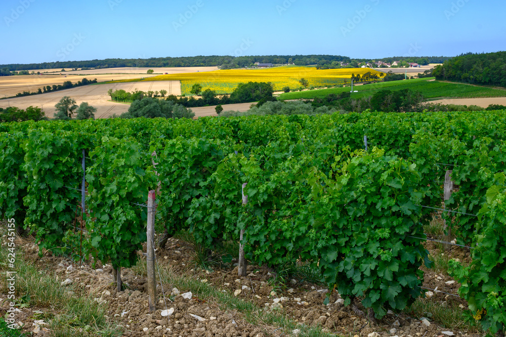 Vineyards of Pouilly-Fume appellation, making of dry white wine sauvignon blanc grape growing different types of soils, France