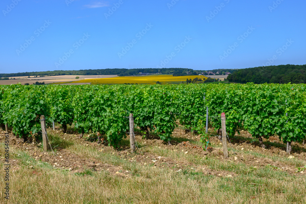 Vineyards of Pouilly-Fume appellation, making of dry white wine sauvignon blanc grape growing types of soils, France