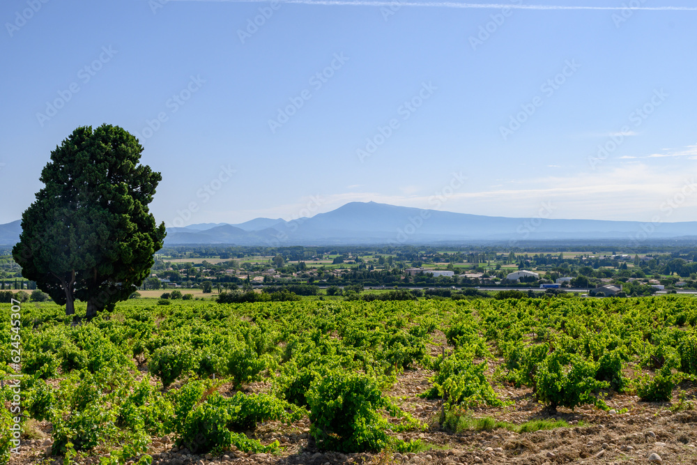 Vineyards of Chateauneuf du Pape appelation with grapes growing on soils with large rounded stones galets roules, lime stones, gravels, sand.and clay, famous red wines, France