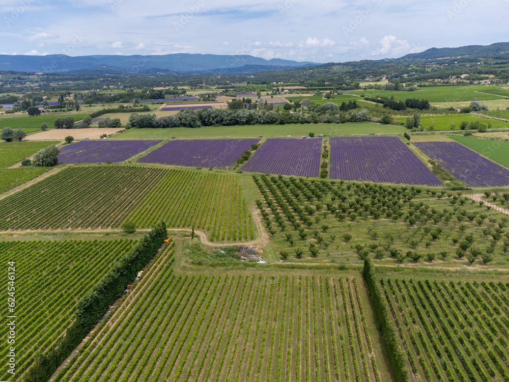 Aerial view on rows of blossoming purple lavender, vineyards, green fiels and Lacoste village in Luberon, Provence, France in July