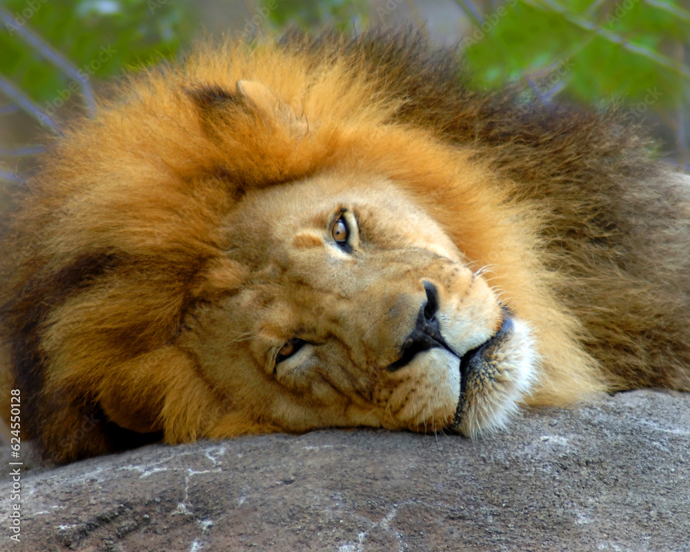 Naklejka premium Closeup of Lion and Mane