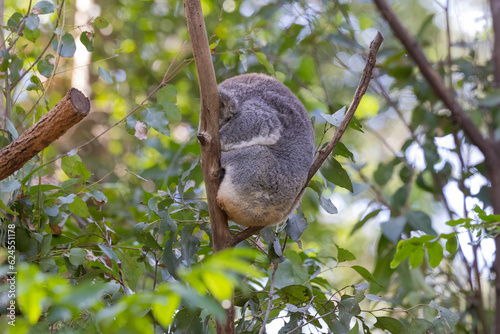 Close up view of a Koala asleep in a tree in it's natural habitat