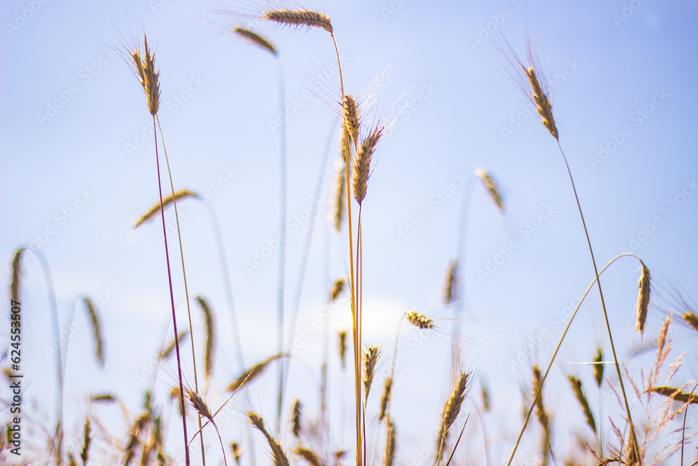 Wheat field before harvest - background Wheat field before harvest - background