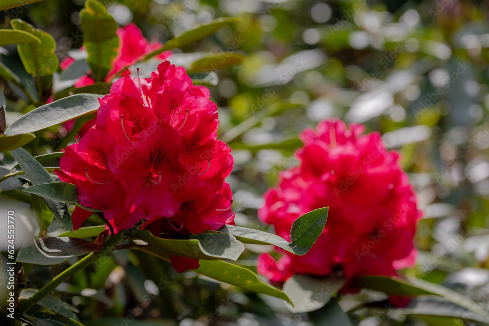 Selective focus a shrub of purple red flowers in the garden with green leaves, Rhododendron is a very large genus of species of woody plants in the heath family, Nature floral pattern background. Selective focus a shrub of purple red flowers in the garden with green leaves, Rhododendron is a very large genus of species of woody plants in the heath family, Nature floral pattern background.