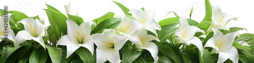 white lily flowers Isolated on transparent  background. border or banner .