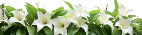 Panel kuchenny z motywem white lily flowers Isolated on transparent  background. border or banner .
