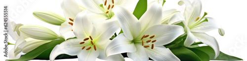 white Lily flowers isolated on transparent  background for a banner or border 