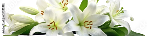 Panel kuchenny z motywem white Lily flowers isolated on transparent  background for a banner or border 
