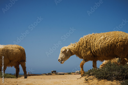 View of sheep photographed from a low angle in the desert in Mubarak Village, Karachi, Pakistan. photo