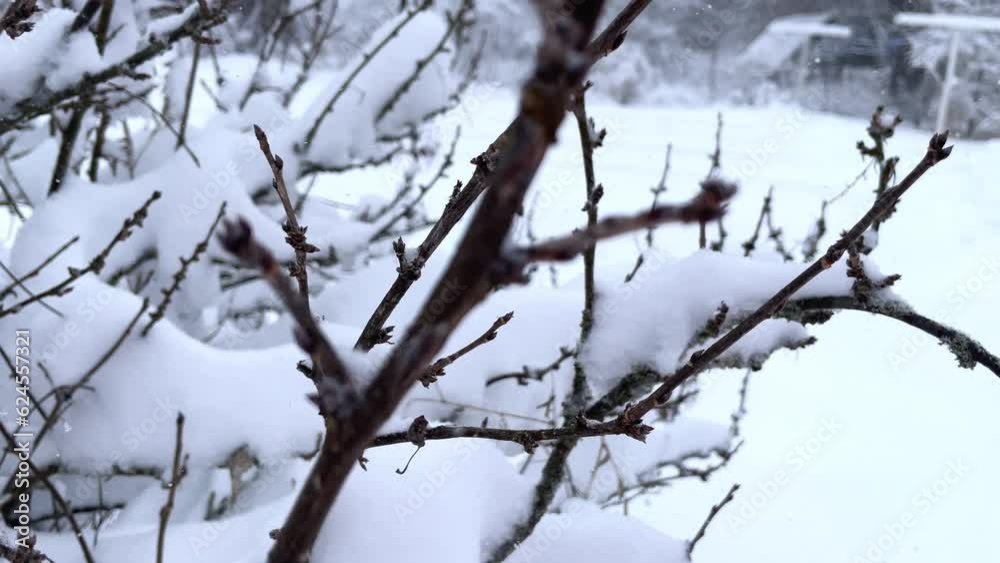 Frost snow-covered brush steam on the ice ground Frost snow-covered brush steam on the ice ground. Snow falls on winter bushes. Frost snow-covered brush steam on the ice ground Frost snow-covered brush steam on the ice ground. Snow falls on winter bushes.