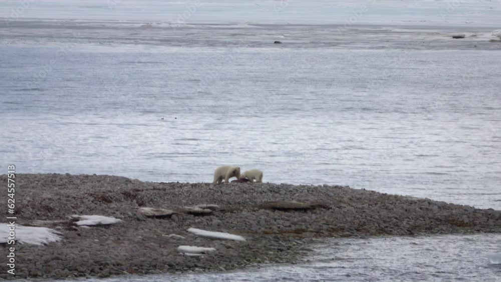 Polar bear mother and young feeding on Walrus carcass, long shot
Polar bears wildlife, north pole, 2023
Polar bear mother and young feeding on Walrus carcass, long shot
Polar bears wildlife, north pole, 2023