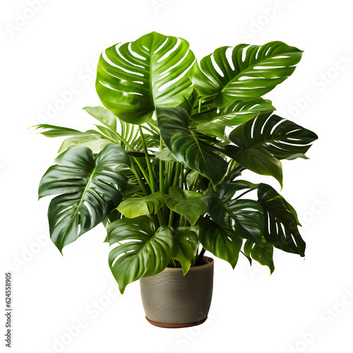 tropical plants in pot isolated on transparent background ,tropical plant decoration ,generative ai